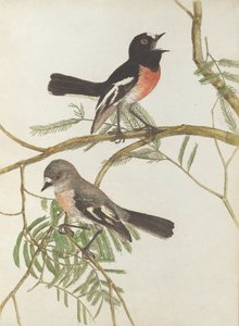 Petirrojo. Lewin, John. Aves de Nueva Gales del Sur con su historia natural. Sídney- G. Howe...